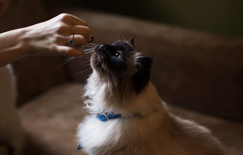 Котка Бирман 