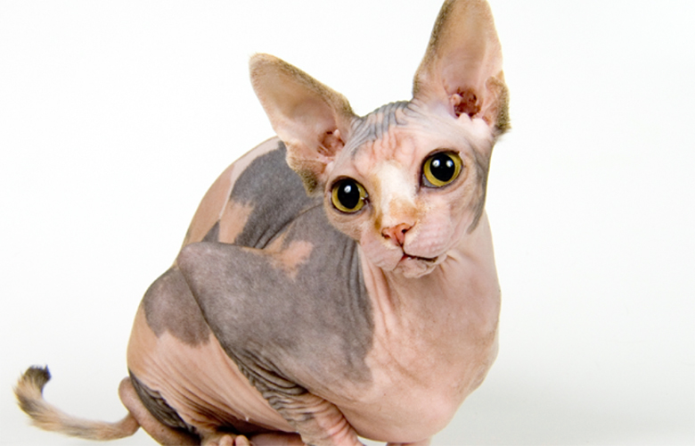 Котка Сфинкс