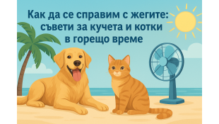 Как да се справим с жегите: съвети за кучета и котки в горещо време