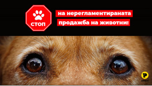 Яснота и осведоменост в борбата срещу  НЕРЕГЛАМЕНТИРАНАТА продажба на домашни любимци