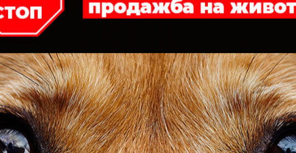 Яснота и осведоменост в борбата срещу  НЕРЕГЛАМЕНТИРАНАТА продажба на домашни любимци
