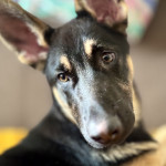 Rex