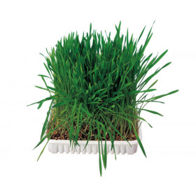 Trixie Grass for Rodents - Трева за гризачи 