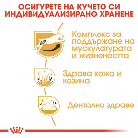 Royal Canin Jack Russel - Пълноценна храна за кучета порода Джак Ръсел над 10 месеца