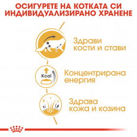 Пауч Royal Canin Maine Coon Pouch - специално създаден за котки, порода мейн куун