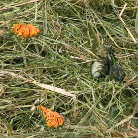 Планинско сено за гризачи Flamingo Mountain hay Dandelion с глухарче