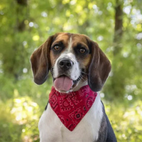 Кучешки нашийник с бандана Flamingo Collar Bandana PINTO червен цвят