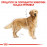 Суха храна за кучета  Royal Canin GOLDEN RETRIEVER ADULT