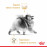 Royal Canin Pomeran Adult - Пълноценна храна за кучета в зряла възраст, порода Померан - Над 8 месеца (пастет)