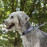 Повод за куче Flamingo Leash Salome сив 20мм